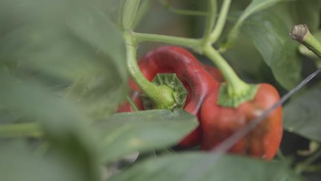 close-up of ripe red bell pepper growing in garden