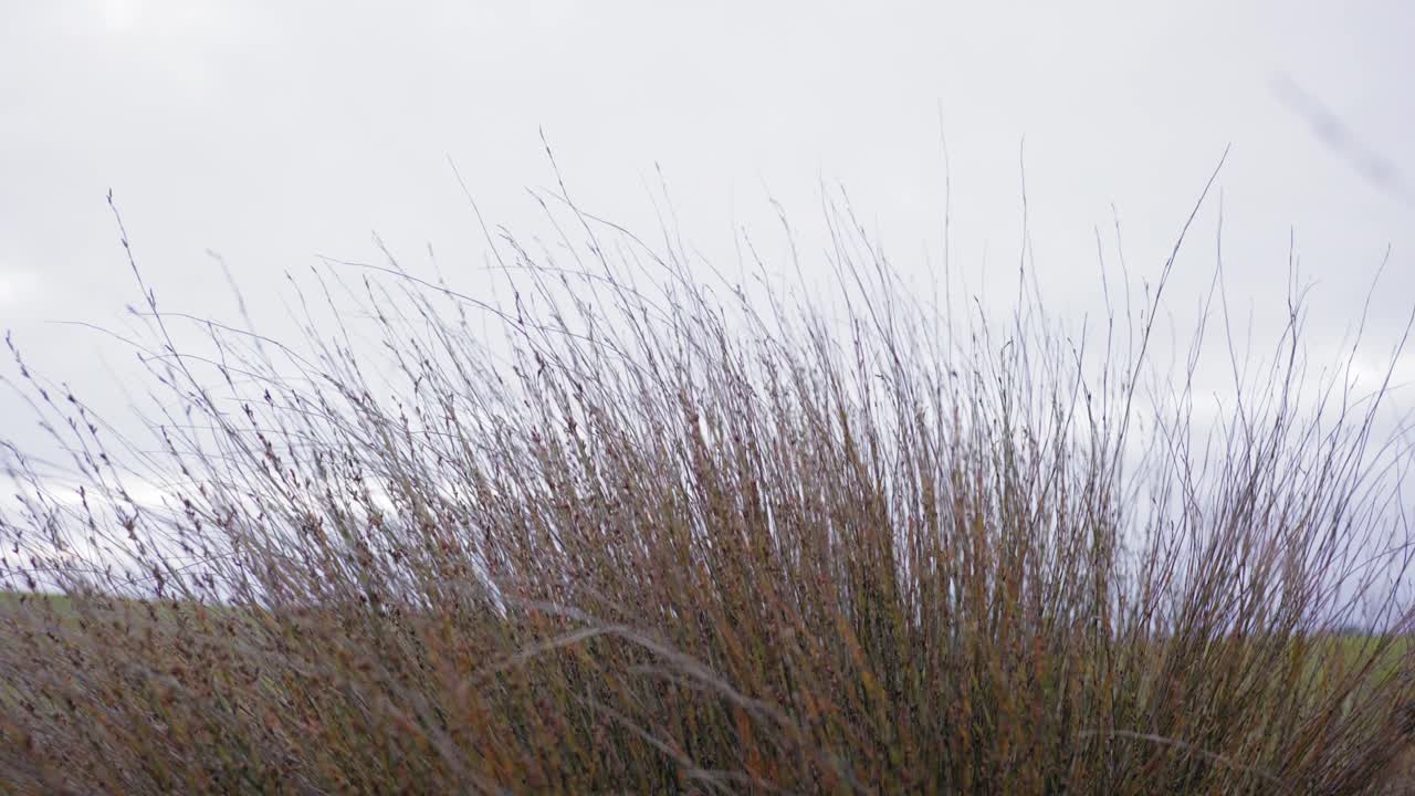 바람이 부는 뉴질랜드 갈대