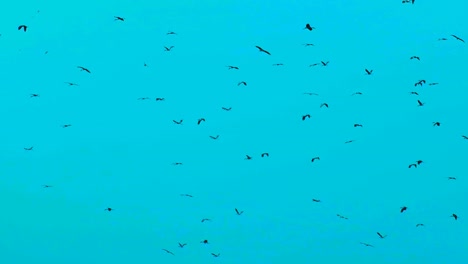 A-Flock-Of-Migratory-Birds-Roaming-Against-Blue-Sky-In-Bangladesh