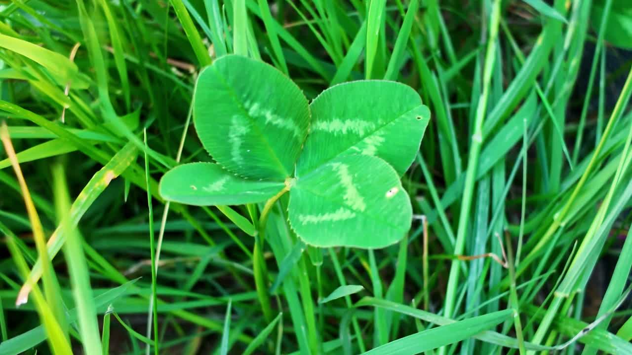 Four leaf clover for success and lucky things, surrounded by green grass under daylight.