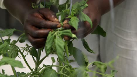 mejoramiento de plantas