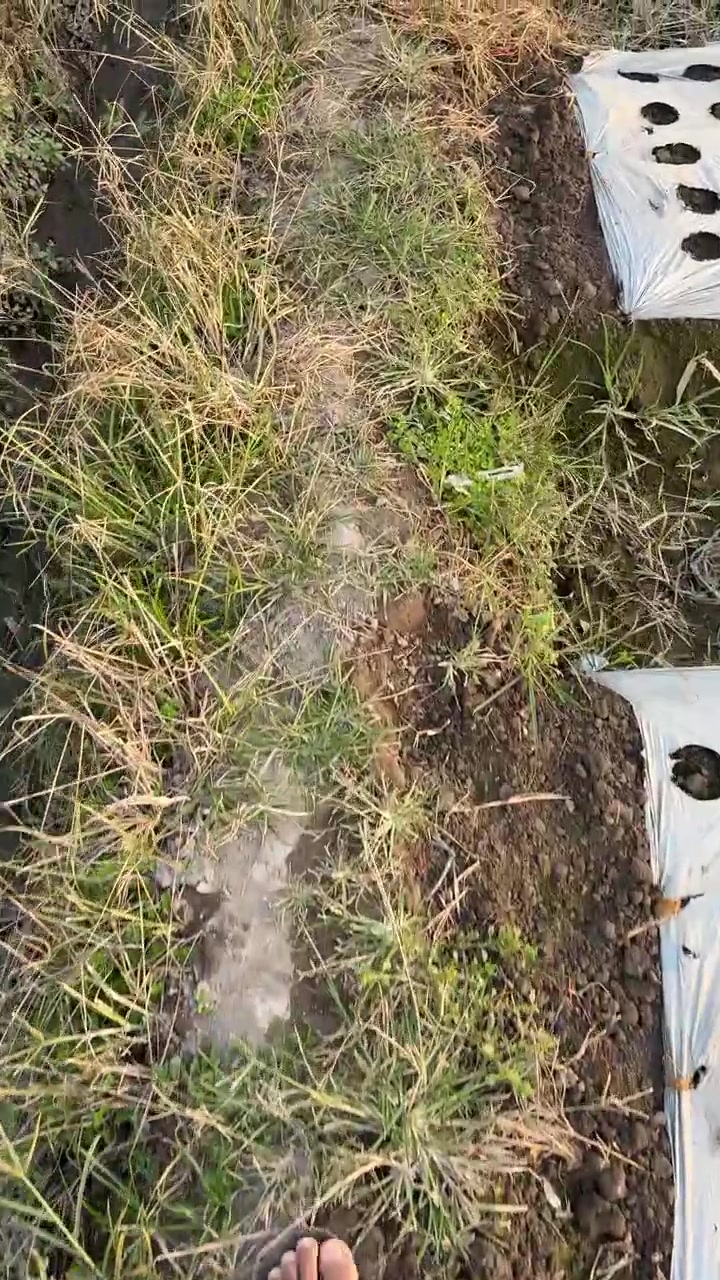 Persona che cammina a piedi nudi su un sentiero fangoso in un campo agricolo.