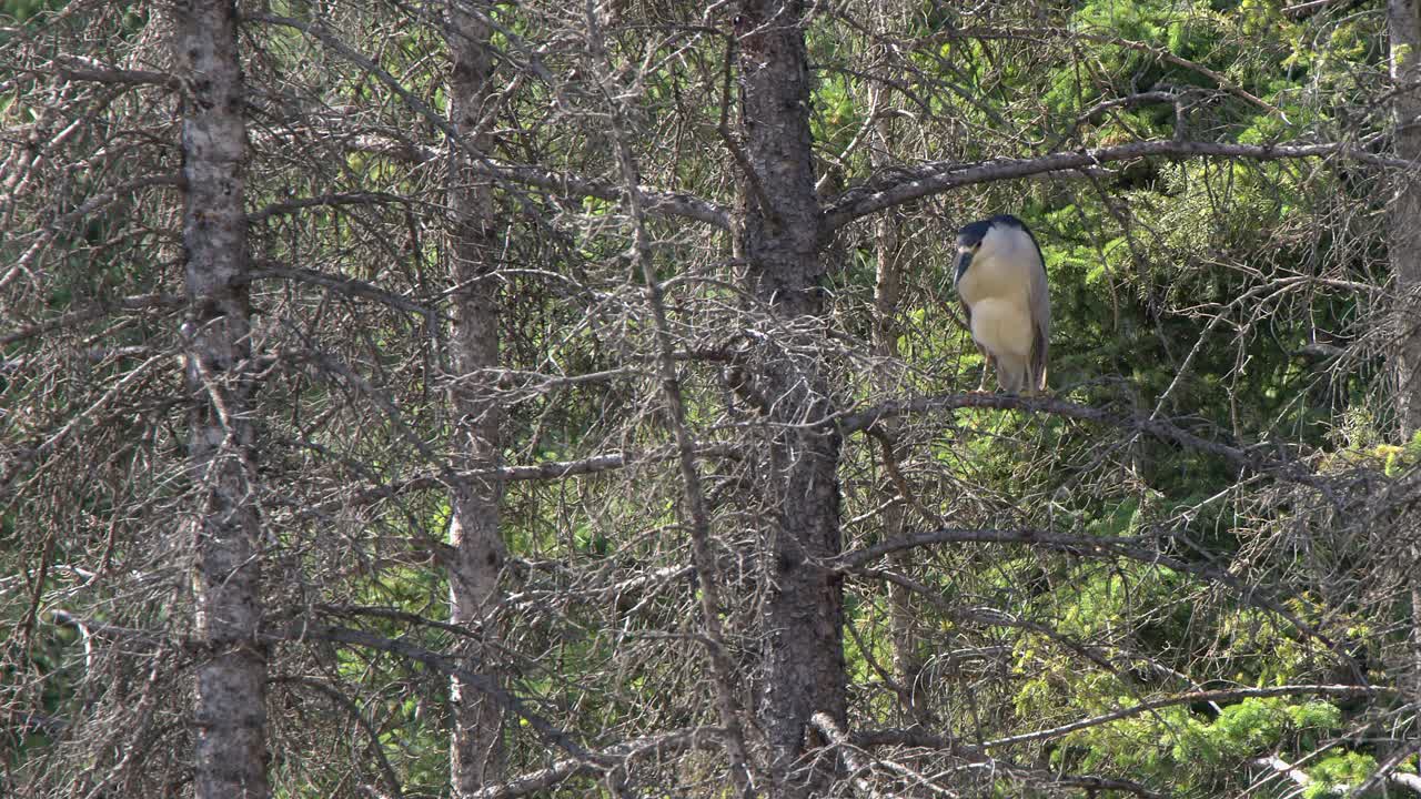 Black-crowned Night-Heron Perched and Preening in a Tree