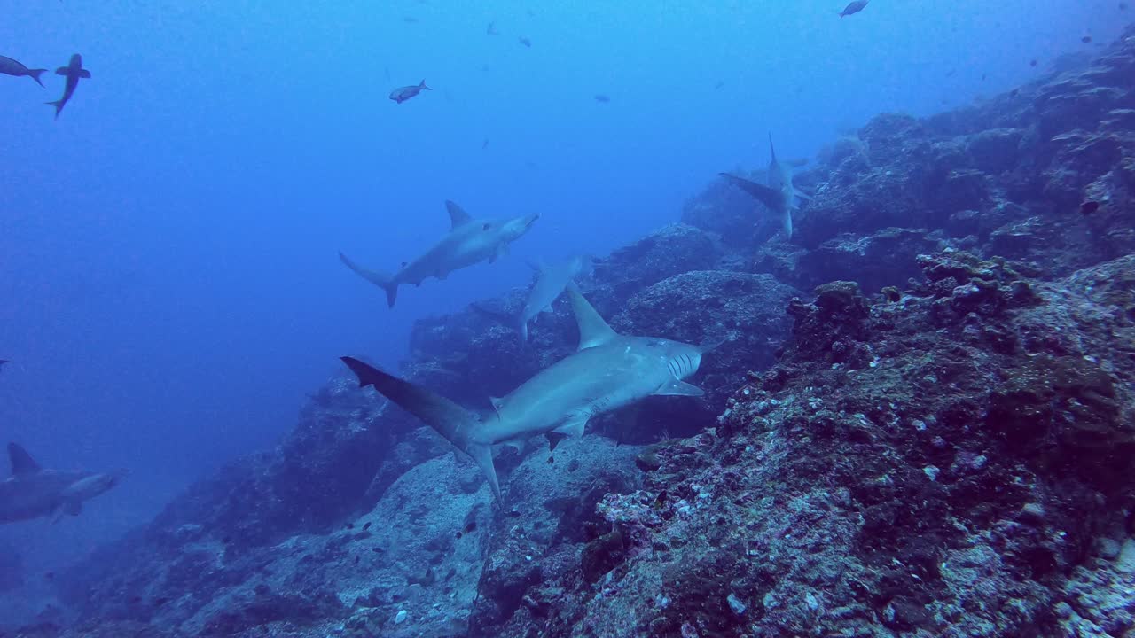 A group of hammerhead sharks swimming by the reef in cocos islands looking for food