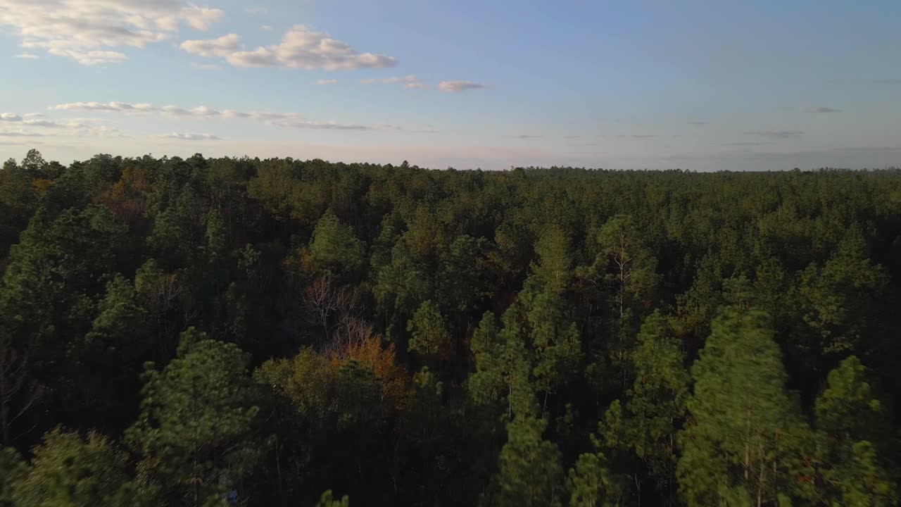Sorvolando una foresta con il cielo sereno-4