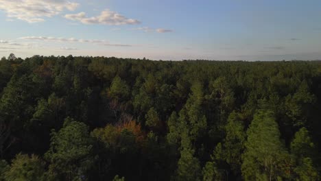 volando sobre un bosque y el cielo esta despejado-4