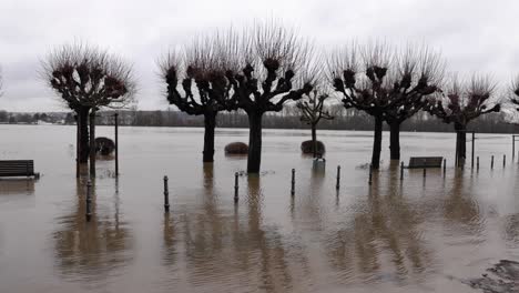 bare trees submerge in flood from rhine river in walluf, eltville, germany