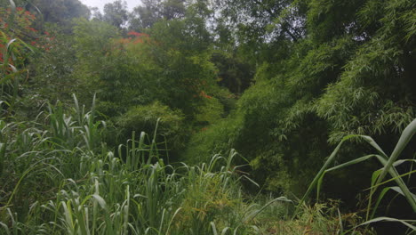 static shot of serene, nature scene in puerto rico lush rainforest jungle