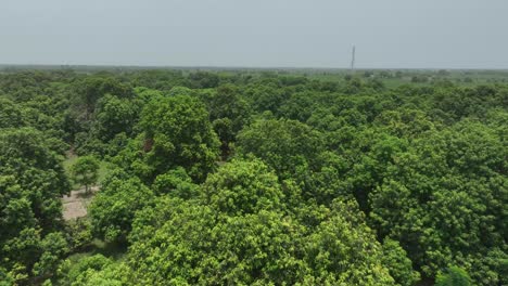 Aerial-View-Of-Mango-Farm-In-Mirpur-Khas,-Sindh-In-Karachi