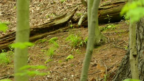 Chipmunk-foraging-for-flowers-and-seeds-on-forest-floor-in-natural-habitat