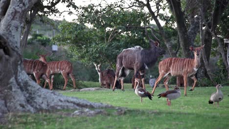 Nyala,-male-and-female-grazing-alongside--ducks