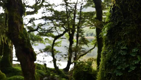 árbol-Cubierto-De-Musgo-En-Primer-Plano-Del-Lago