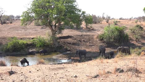 Weitwinkelaufnahme-Von-Elefanten-Und-Büffeln,-Die-Sich-Im-Krüger-Nationalpark-Das-Gleiche-Wasserloch-Teilen