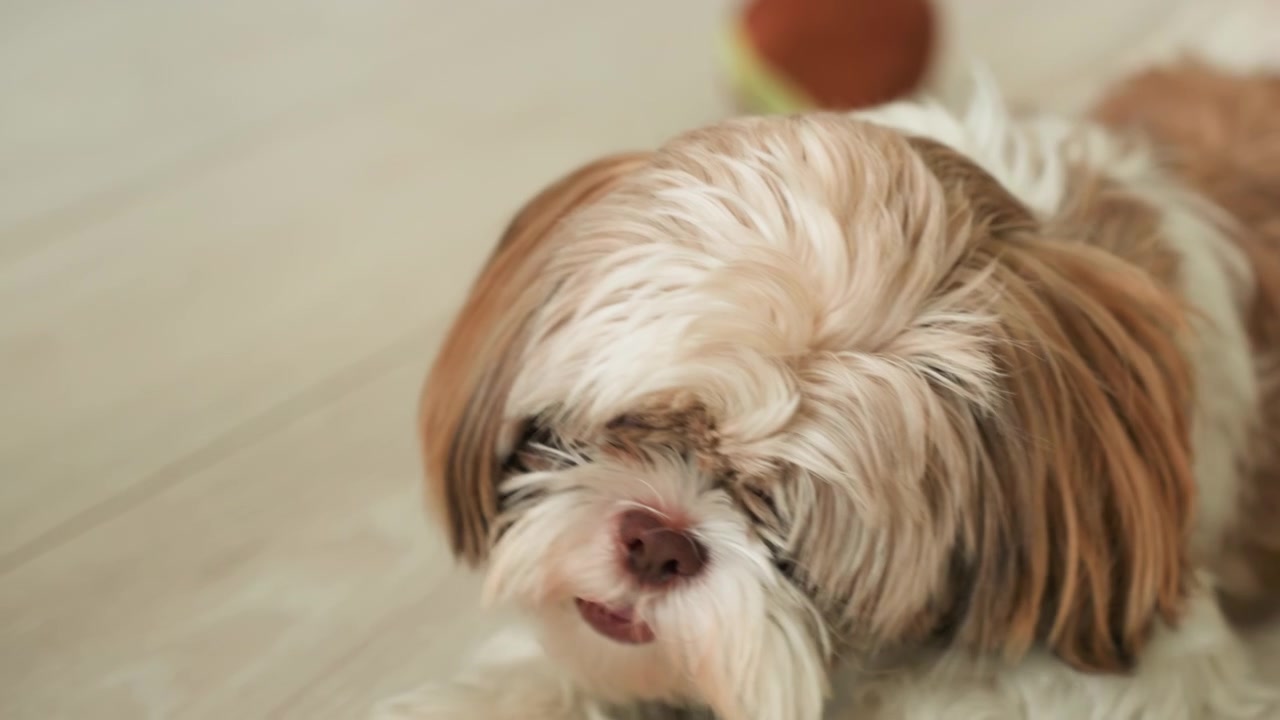 Adorabile cane Shih Tzu che riposa pacificamente in casa