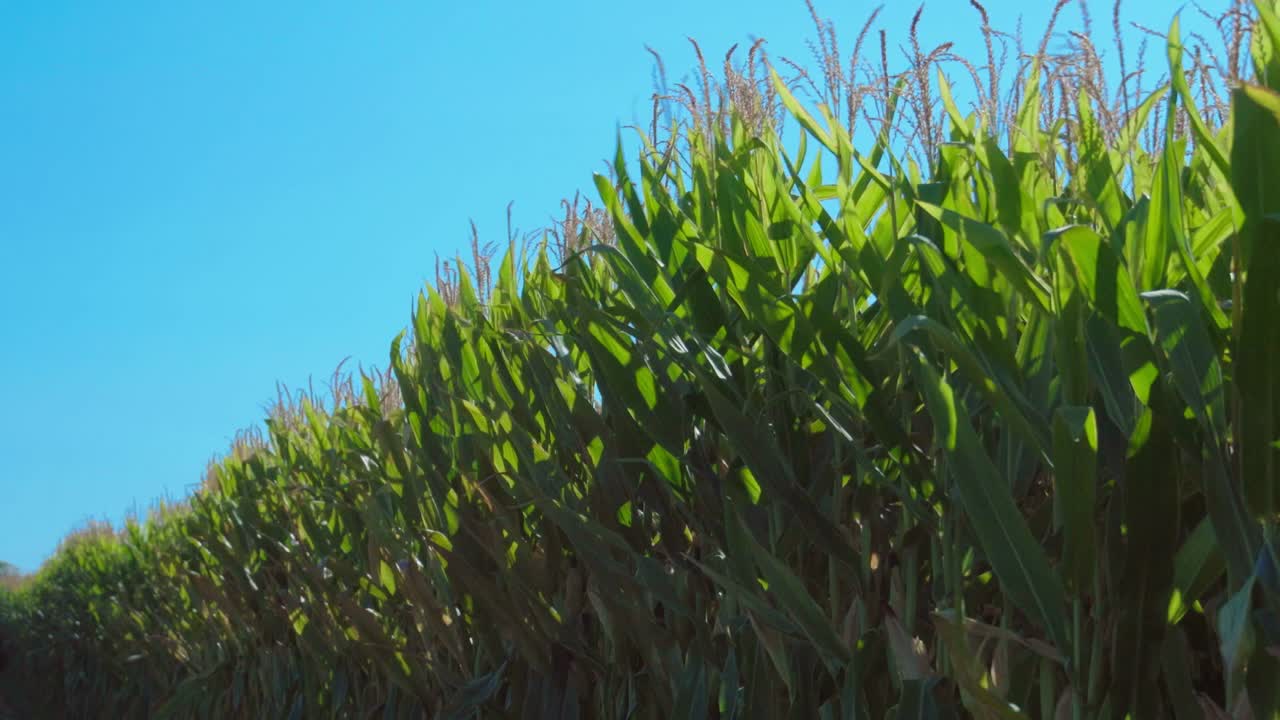 Corn plants moved by the wind on a sunny summer day