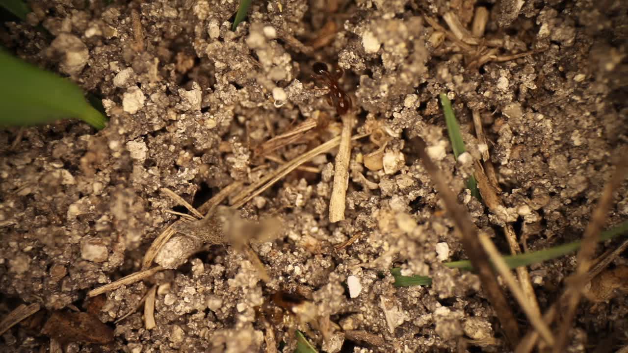 Close-up view of soil and grass