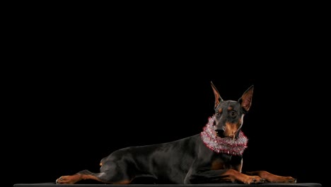 doberman dog with christmas collar