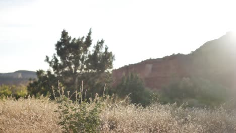 black rocks canyon landscape in golden hour, grass moving in wind, copy space for text