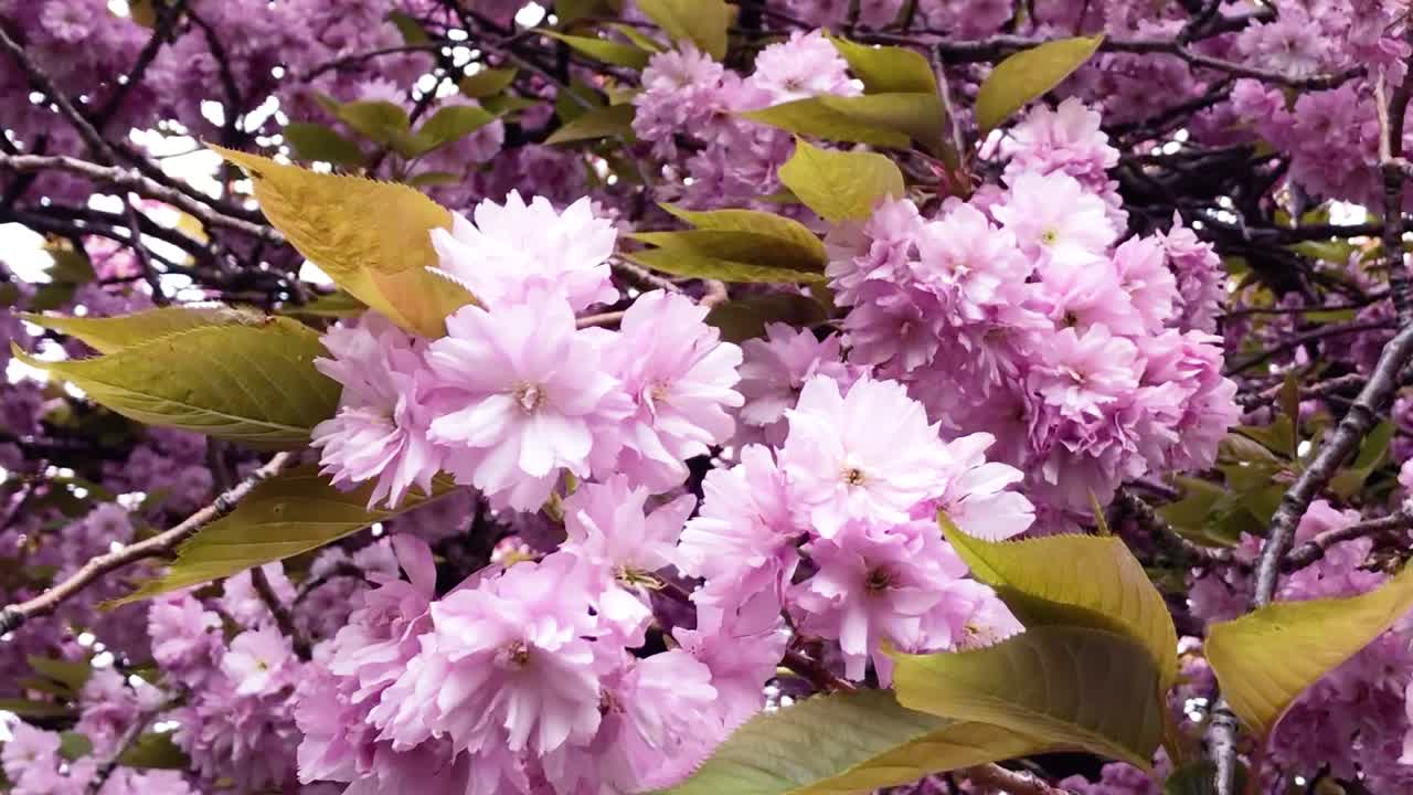 una panorámica lenta a través de los cerezos en flor durante el verano en los prados de edimburgo