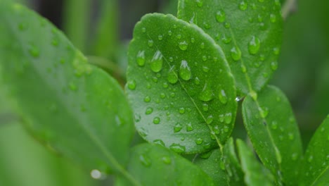 lush green plants, citrus × amblycarpa, water moisture, garden scenery