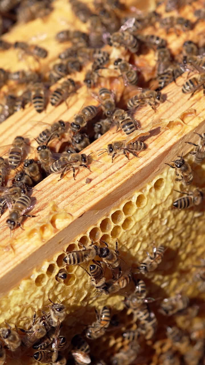 Wooden frames with bees inside the beehive. Honey bees climb wooden frames on a sunny summer day. Beekeeping concept. Close-up. Vertical video