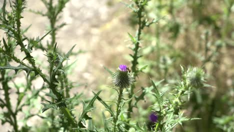 Abeja-Tiro-Medio-Polinización-Flor-Silvestre-Interior-Australiano