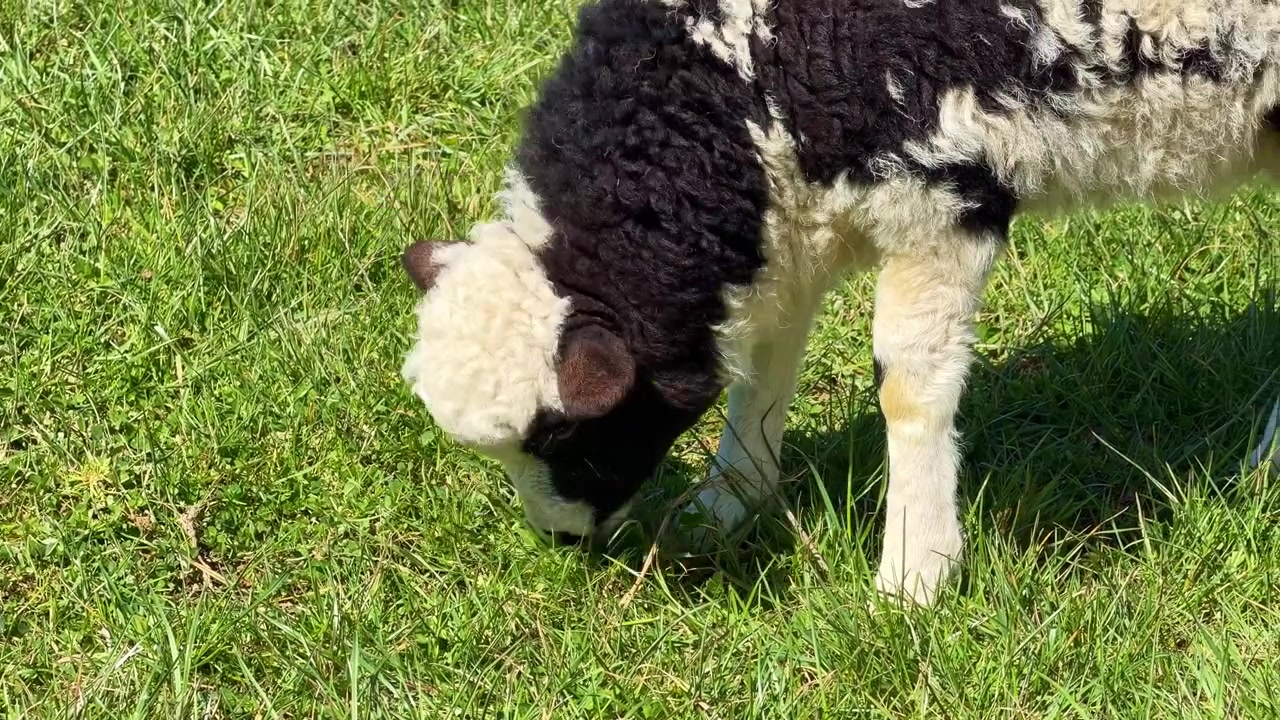 Giovane agnello con vello riccio bianco e nero che pascola in un pascolo soleggiato. Primo piano.