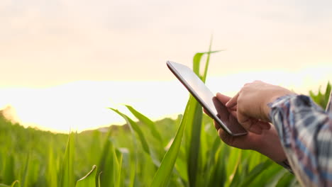 Lens-flare:-a-Modern-farmer-with-a-tablet-in-his-hands-inspects-corn-shoots-to-analyze-the-future-harvest-and-product-quality.-Farm-management-via-Internet