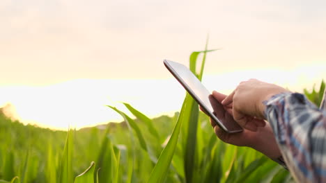 lens flare: a modern farmer with a tablet in his hands inspects corn shoots to analyze the future harvest and product quality. farm management via internet