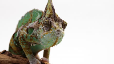 tilt up to reveal chameleon on tree branch blinking - isolated on white background