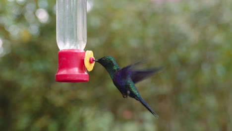 hummingbird feeding on a feeder in mindo ecuador gardens