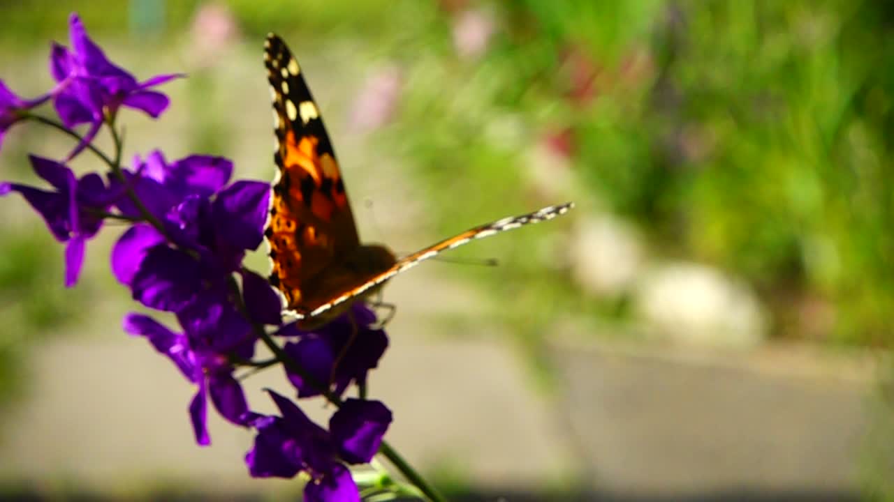 Farfalla e fiori. Rallentatore