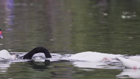 Close-up-of-three-black-necked-swans-swimming-together-playfully-on-a-lake