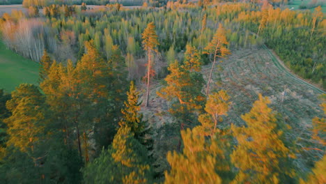 green forests of latvia in the month of may