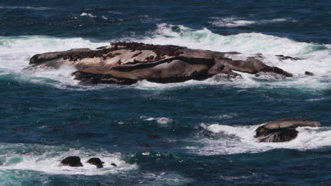focas en rocas en el océano