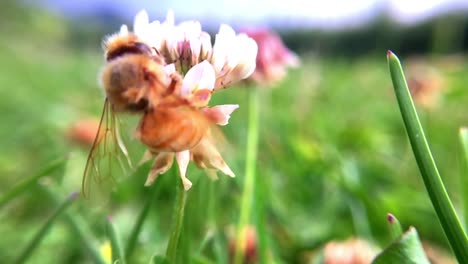 foto macro en cámara lenta de una abeja trabajando en una flor
