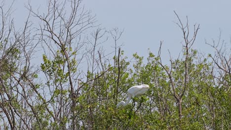 Ventoso-Y-Caluroso-Mientras-Lucha-Por-Mantener-El-Equilibrio-Sobre-Un-Manglar-Mientras-La-Cámara-Se-Acerca,-Garceta-Grande-Ardea-Alba,-Tailandia