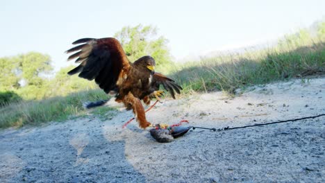 halcón alimentándose de un pedazo de carne en un prado