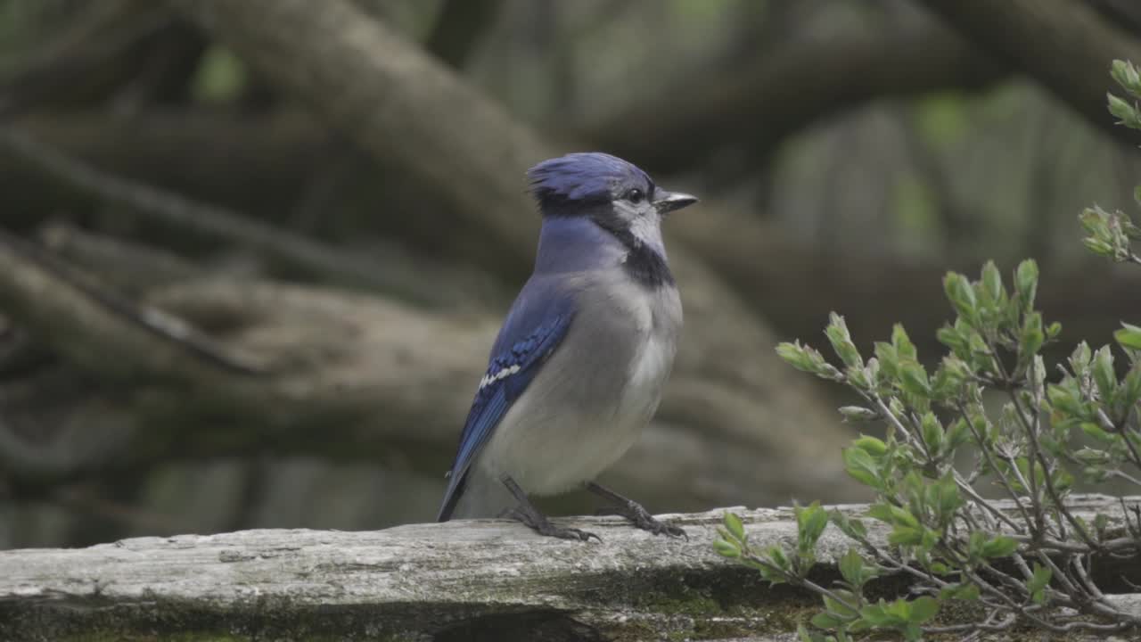 Uccello Ghiandaia azzurra canadese che gira la testa mentre è appollaiato su una recinzione, al rallentatore