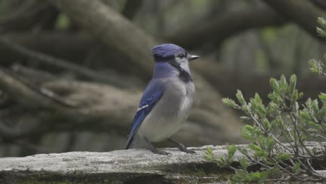 canadian blue jay bird turning its head while perched on a fence, slow motion