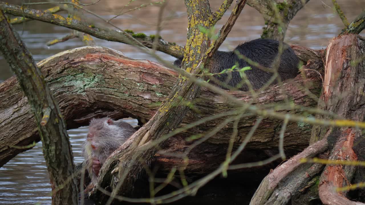 un par de nutria descansando sobre un tronco de madera en la orilla del río y rascándose el cuerpo, de cerca