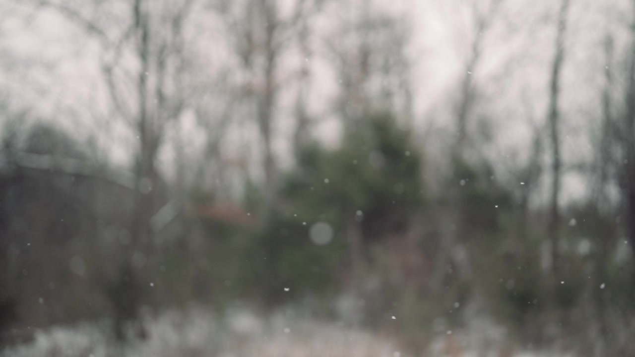 Soft Snowflakes Falling with Blurred Winter Forest Background