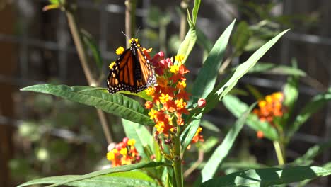 Monarch-Butterfly-on-Milkweed-plant---4K