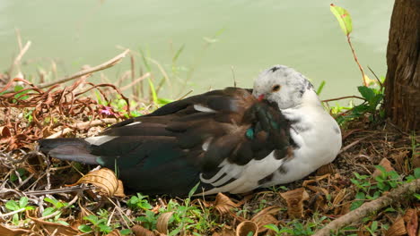 domestic muscovy duck relaxing keeping bill in feathers lying on coast by green water lake - close-up