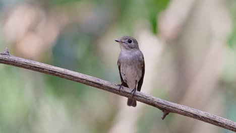 el papamoscas marrón asiático es un pequeño pájaro paseriforme que se reproduce en japón, himalaya y siberia