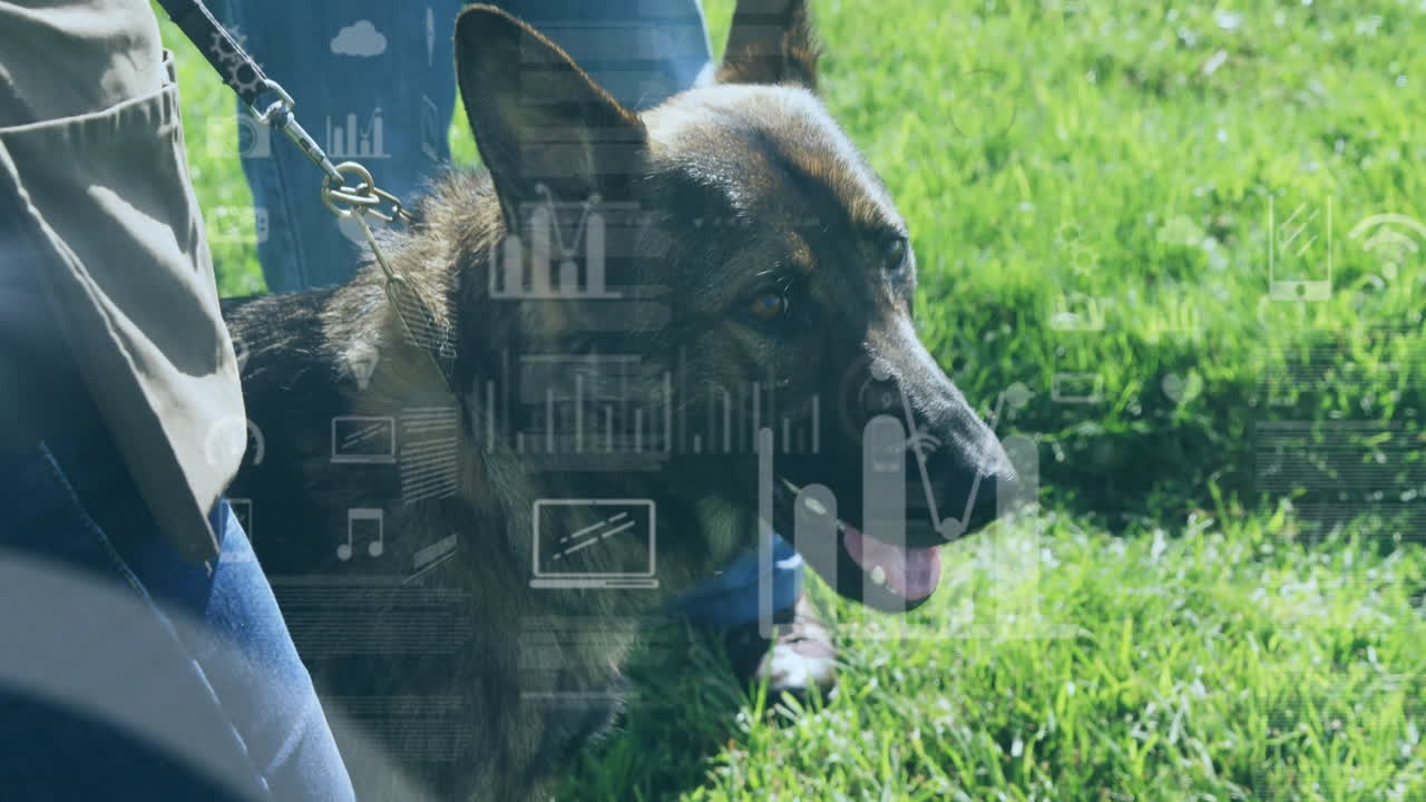 German Shepherd dog panting on grassy field next to owner, showing pet health graphs and icons