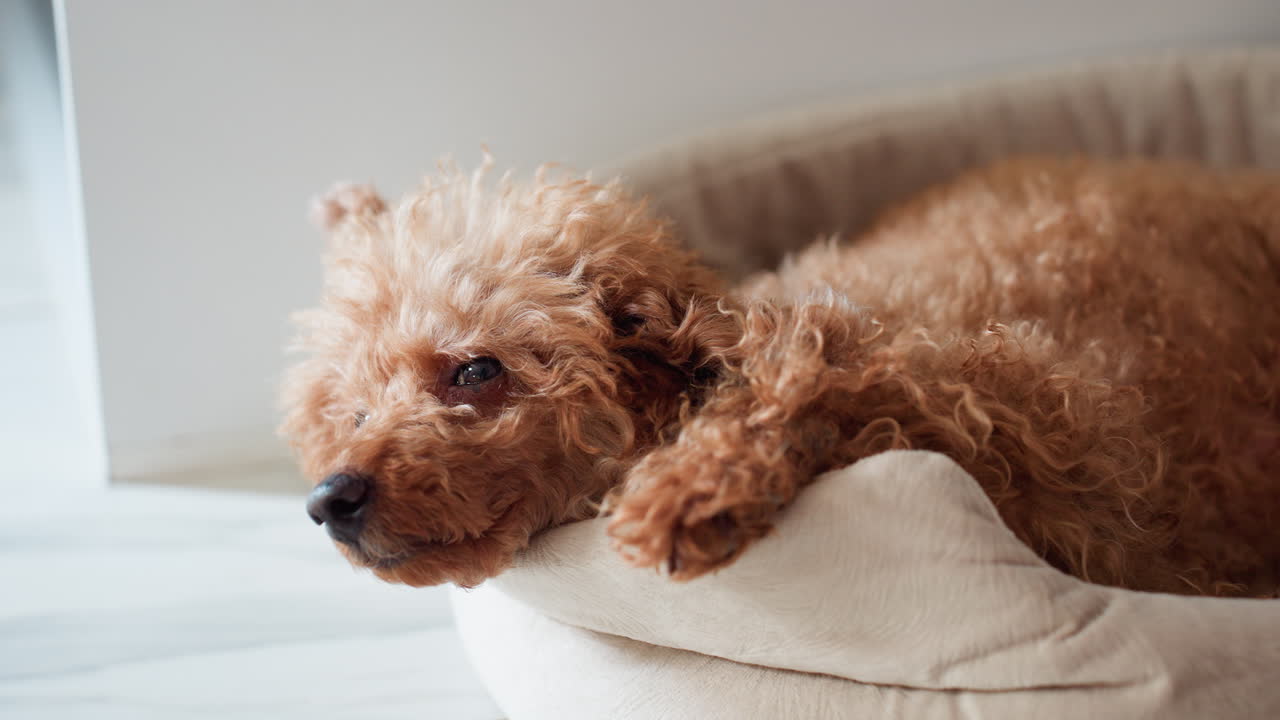 Fluffy brown puppy comfortably resting in cozy pet bed on tiled floor, gazing around calmly with curious eyes, surrounded by soft natural light and peaceful indoor ambiance in modern home setting