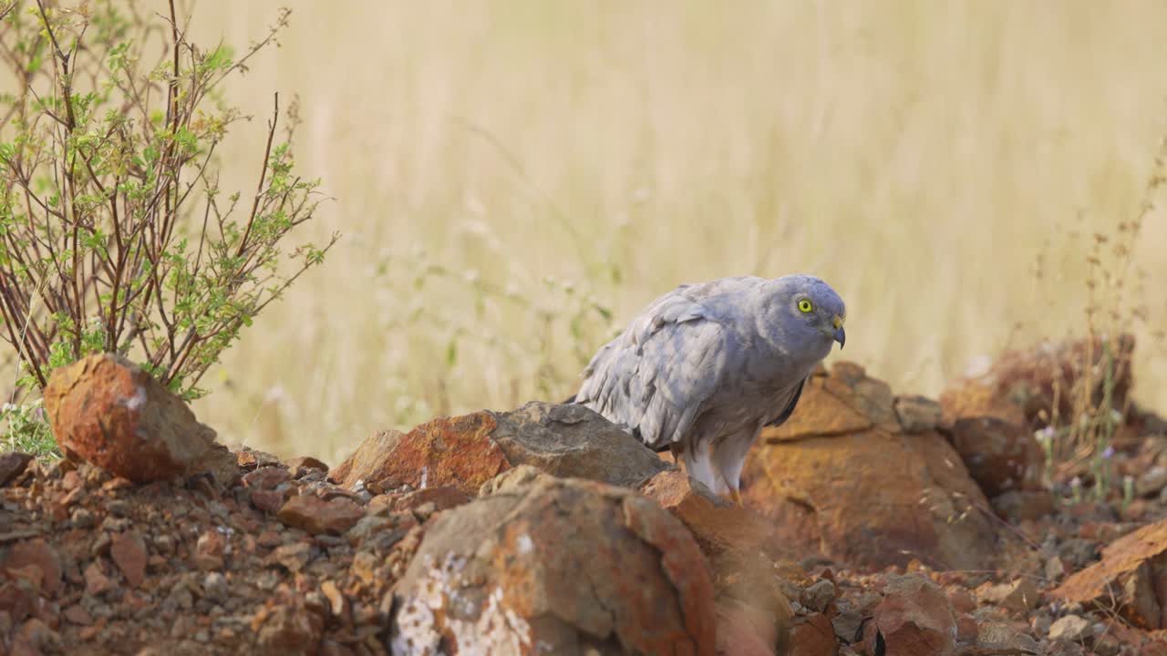 primer plano de un macho de aguilucho cenizo mirando al suelo