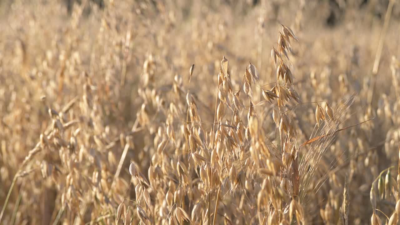 avena, grano de cereal cultivado por su semilla, brisa fresca de verano en un campo orgánico natural bajo el cálido sol