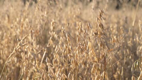 oat , cereal grain grown for its seed, fresh summer breeze in natural organic field under warm sunshine